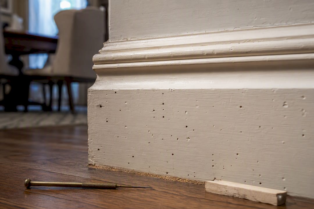 Borer holes and frass on timber skirting